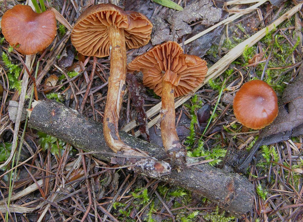 Piccolo Cortinarius da determinare.